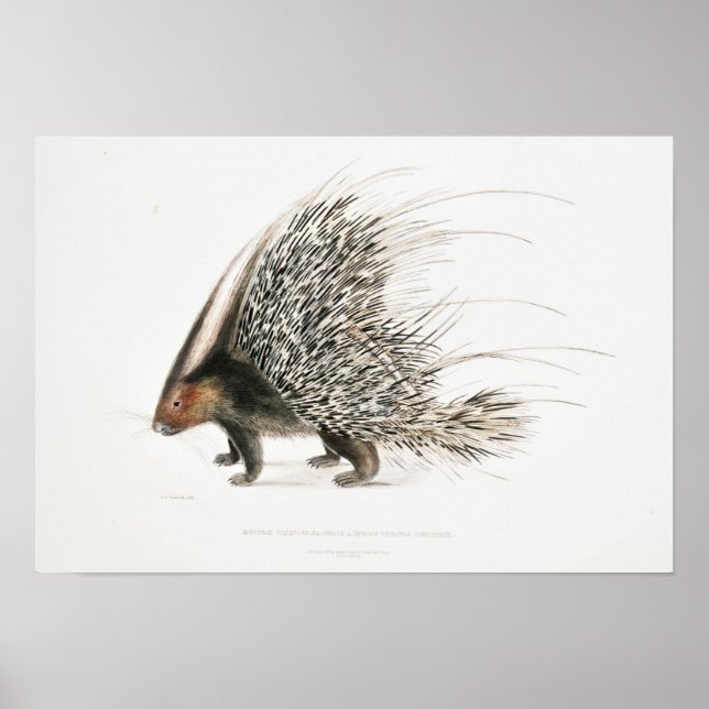 Affiche Vintage Porcupine (Devant)