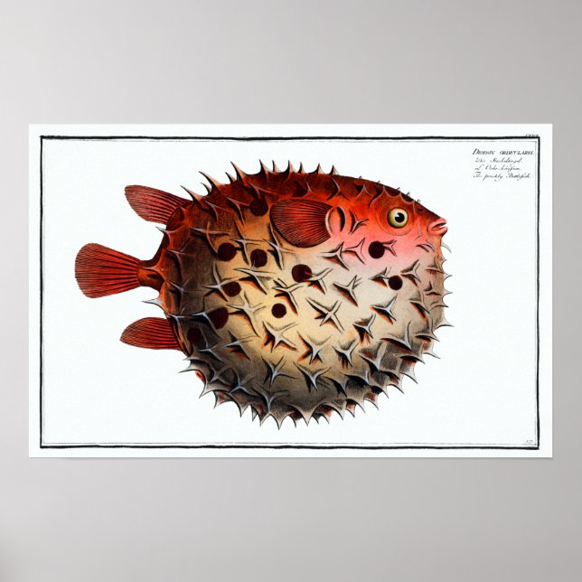 Affiche Vintage Porcupinefish Poisson-taupe (Devant)