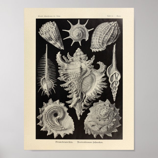 Affiche Vintage Prosobranchia Ernst Haeckel (Devant)