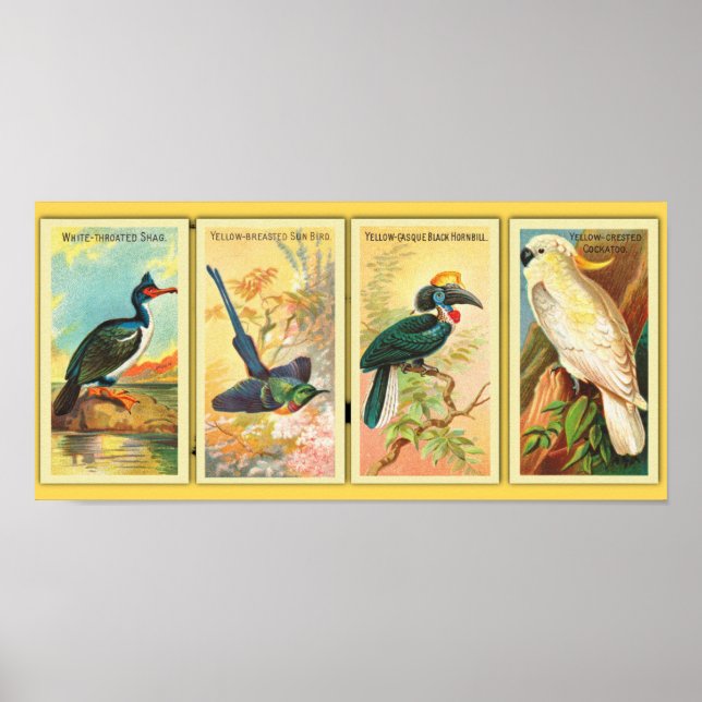 Affiche Vintage Quatre Oiseaux Tropicaux En Une Illustrati (Devant)