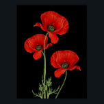 Affiche Vintage Red Poppies Botanique Imprimer<br><div class="desc">Vibrant pavot rouge adapté d'une illustration botanique vintage.</div>