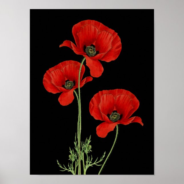 Affiche Vintage Red Poppies Botanique Imprimer (Devant)