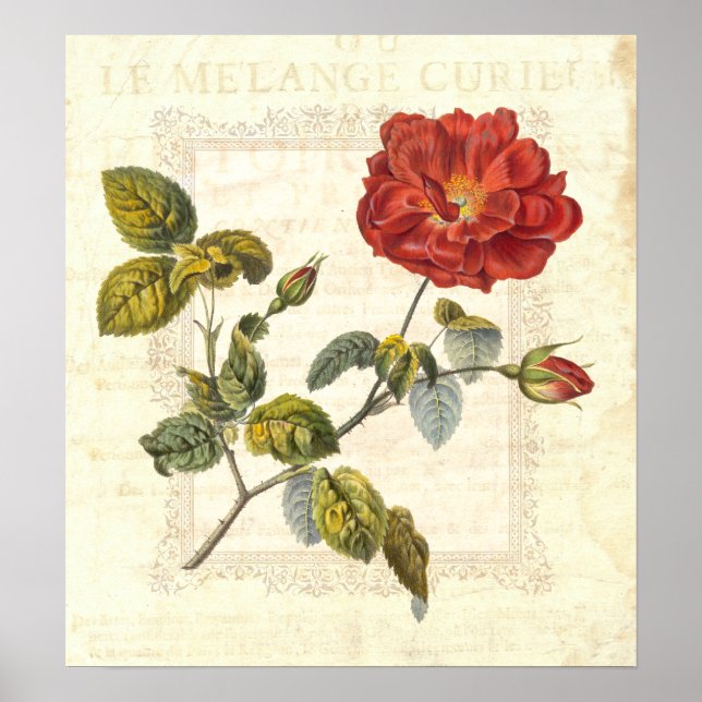 Affiche Vintage Red Rose Country Cottage Elégance (Devant)