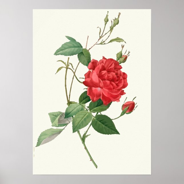 Affiche Vintage Red Roses Botanique Imprimer (Devant)