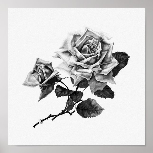 Affiche Vintage Rose Illustration (Devant)