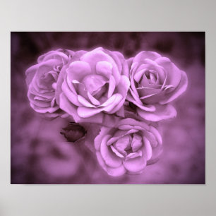 Affiche Vintage Rose pourpre