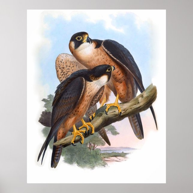 Affiche Vintage Shaheen Falcon Bird (Devant)
