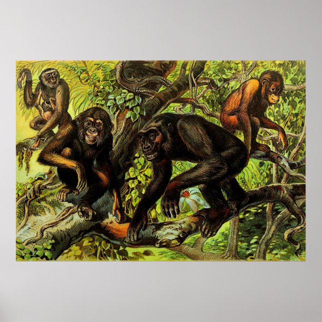 Affiche Vintage singe Gibbon Chipanze Animal (Devant)
