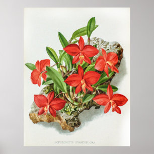 Affiche Vintage Sophronite à Scarlet Fleur d'orchidée