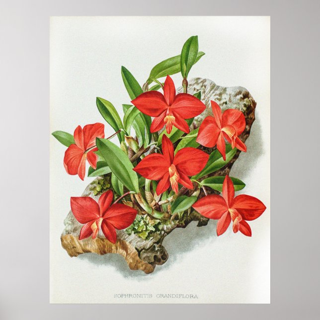Affiche Vintage Sophronite à Scarlet Fleur d'orchidée (Devant)