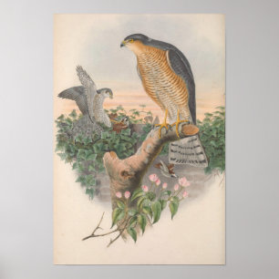 Affiche Vintage Sparrow Hawk Bird