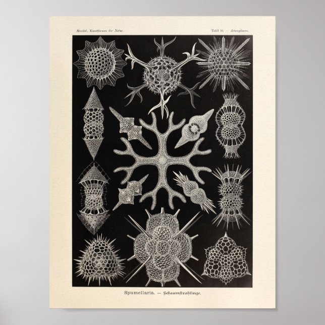 Affiche Vintage Spumellaria Ernst Haeckel Art Print (Devant)