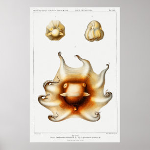Affiche Vintage Squid/Octopus Illustration
