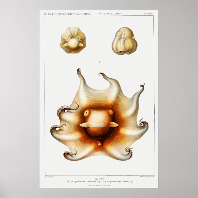 Affiche Vintage Squid/Octopus Illustration (Devant)