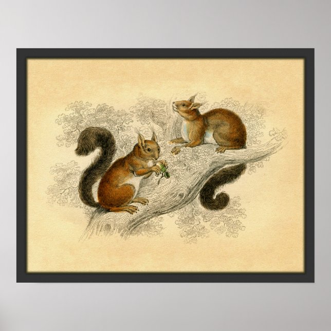 Affiche Vintage Squirrel Print (Devant)