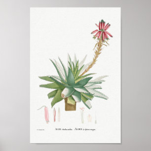 Affiche Vintage Succulent Illustration