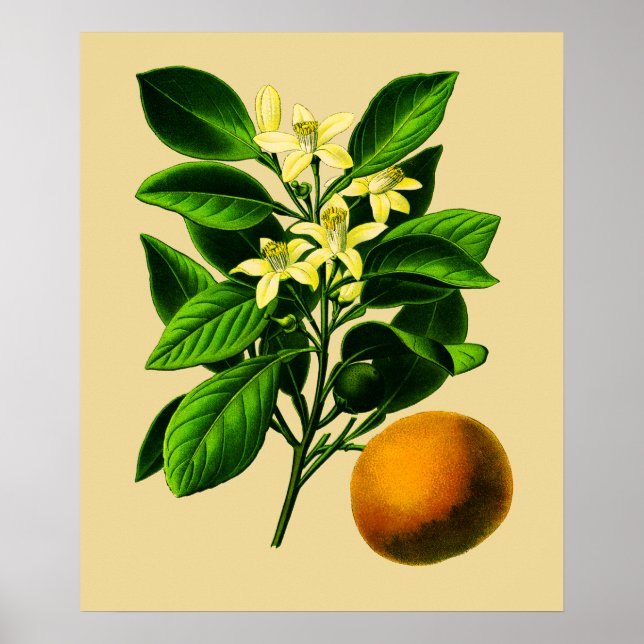 Affiche Vintage Sweet Orange (Devant)