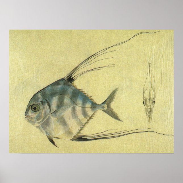 Affiche Vintage Threadfin Trevally, Pompano Africain Poiss (Devant)
