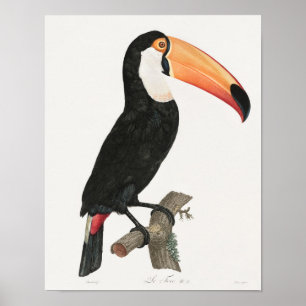 Affiche Vintage Toucan Illustration