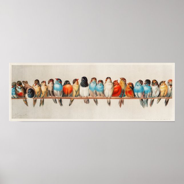 Affiche Vintage Une perche d'oiseaux (Devant)