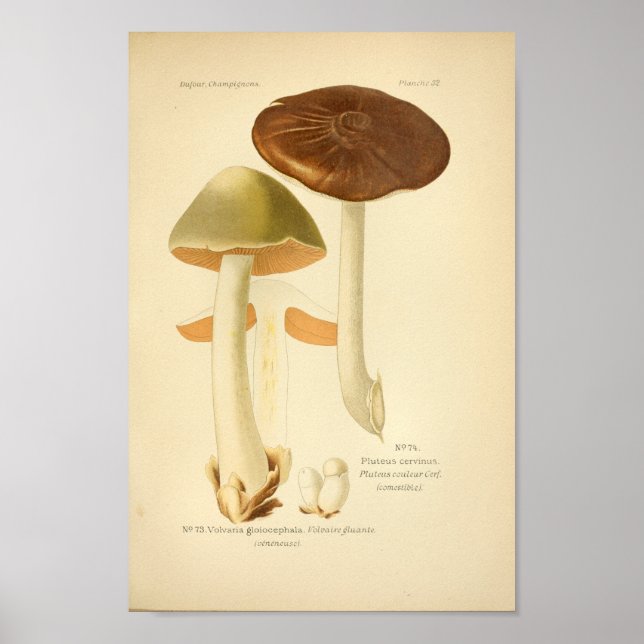 Affiche Vintage Vert Brown Champignons Art Imprimer França (Devant)
