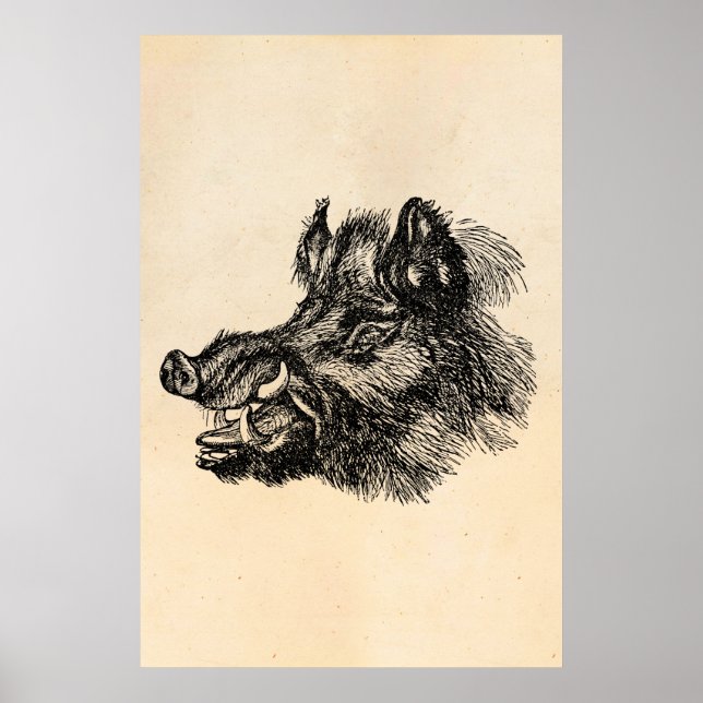 Affiche Vintage Vicious Wild Boar w Tusks (Devant)