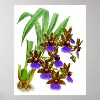 Affiche Vintage violet bordeaux orchidée