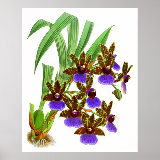Affiche Vintage violet bordeaux orchidée (Devant)