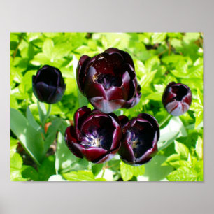 Affiche Vintage violet noir Tulipes vert Fleurs Hollande