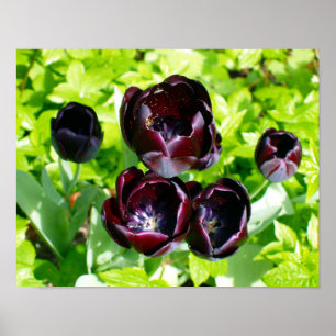 Affiche Vintage violet noir Tulipes vert Fleurs Hollande