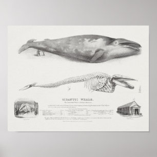 Affiche Vintage Whale Illustration