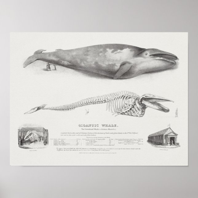 Affiche Vintage Whale Illustration (Devant)