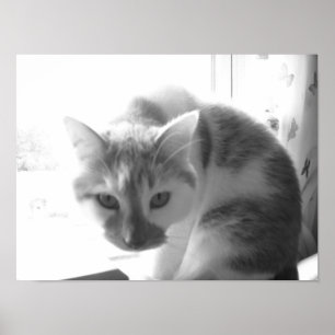 Affiche Vintage White Cat