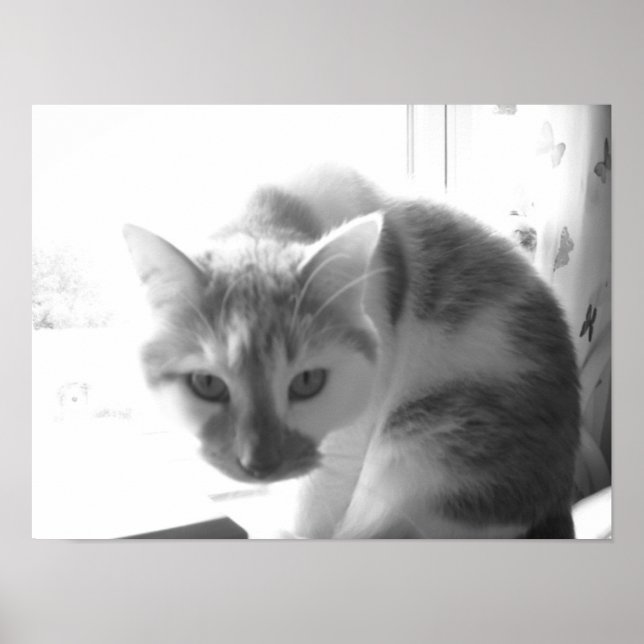 Affiche Vintage White Cat (Devant)