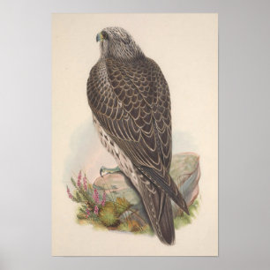 Affiche Vintage Young Islande Faucon Bird