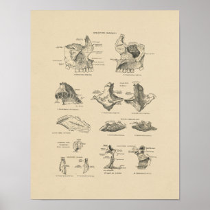 Affiche Vintages os visage humain 1880 Imprimer