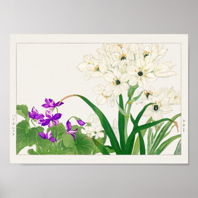 Affiche Viola, fleur d'étoile arabe par Tanigami Konan (Devant)