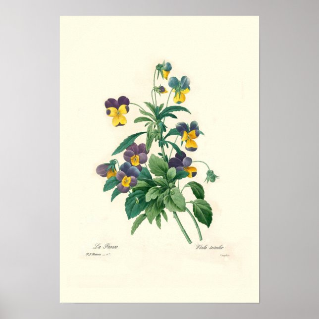 Affiche Violas (Devant)