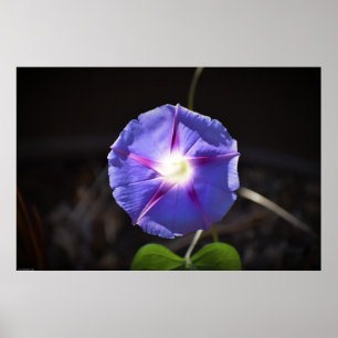 Affiche Violet,