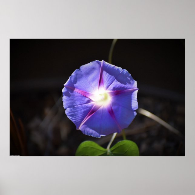 Affiche Violet, (Devant)