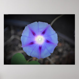 Affiche Violet,