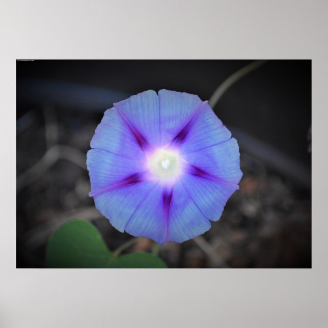 Affiche Violet, (Devant)