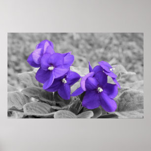 Affiche Violet,