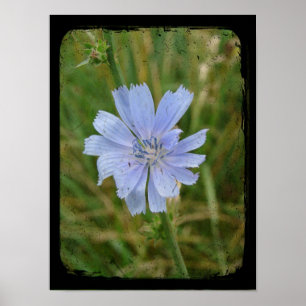 Affiche Violet