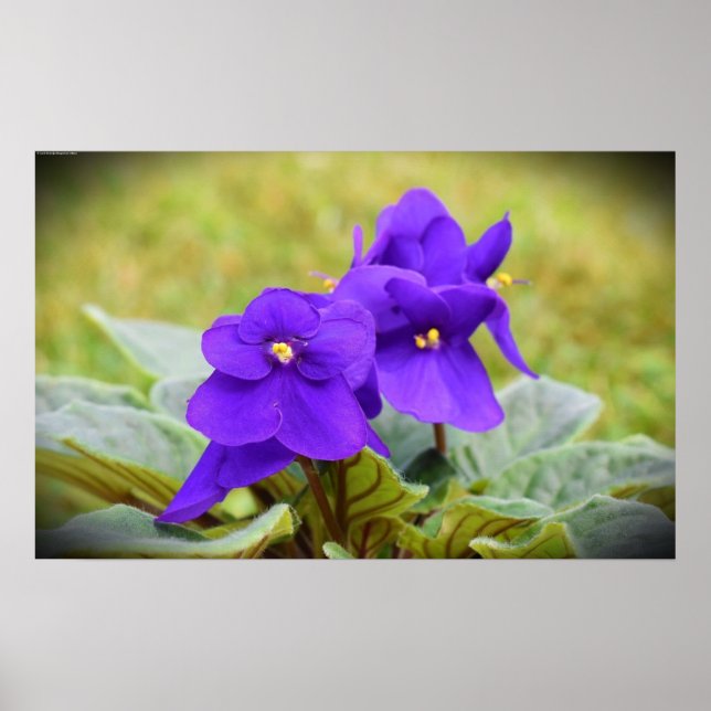 Affiche Violet, (Devant)