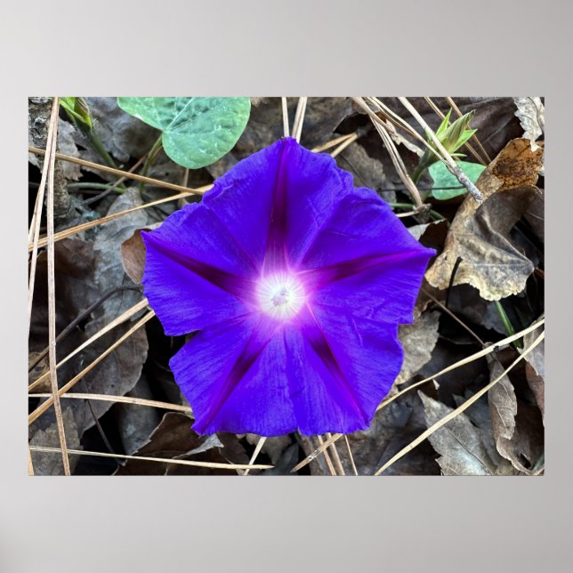 Affiche Violet, (Devant)