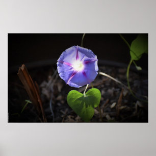 Affiche Violet,