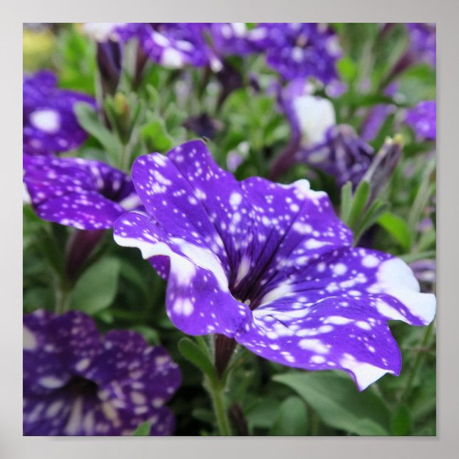 Affiche violet, blanc, pétunia, fleur, nature, été, (Devant)