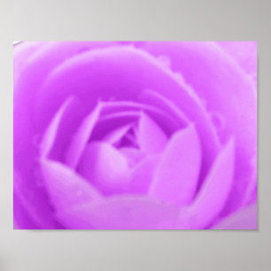 Affiche Violet Camellia Imprimer