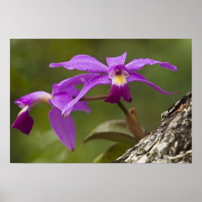 Affiche Violet Cattleya Orchid Cattleya violacée) (Devant)